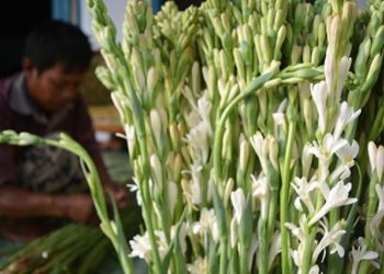 Banyak Orang Belum Tahu Khasiat Bunga Sedap Malam, Selain Kesehatan juga Menangkal Mahluk Halus