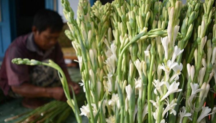 Banyak Orang Belum Tahu Khasiat Bunga Sedap Malam, Selain Kesehatan juga Menangkal Mahluk Halus