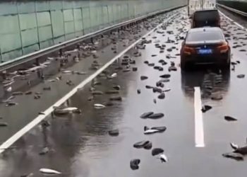 Terdengar Aneh tapi Nyata, Hujan Ikan di Honduras, Kok Bisa?