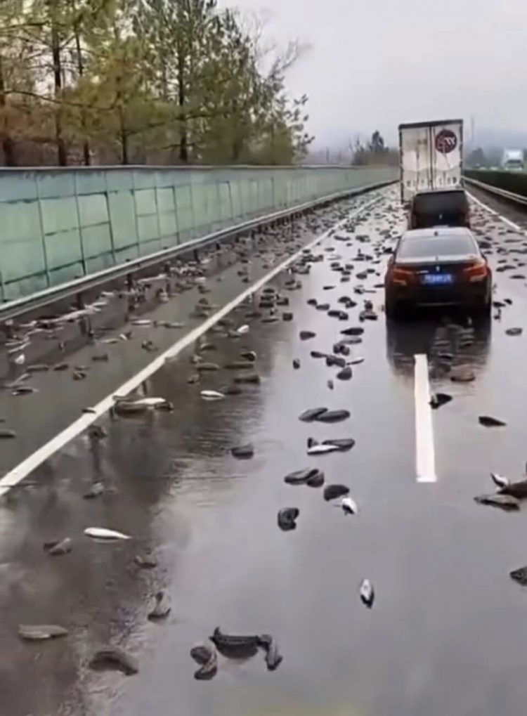 Terdengar Aneh tapi Nyata, Hujan Ikan di Honduras, Kok Bisa?