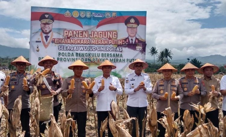 Kapolda Panen Raya Jagung di Kepahiang, Hasil dari Bibit Bhayangkara Merah Putih