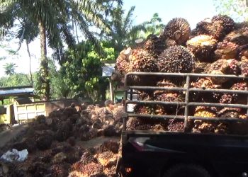 Kabar Baik, Harga TBS Sawit Periode Oktober 2025 di Bengkulu Merangkak Naik