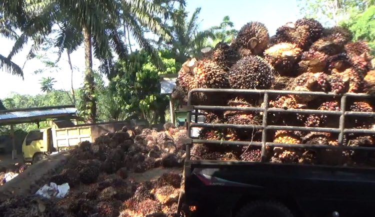 Kabar Baik, Harga TBS Sawit Periode Oktober 2025 di Bengkulu Merangkak Naik