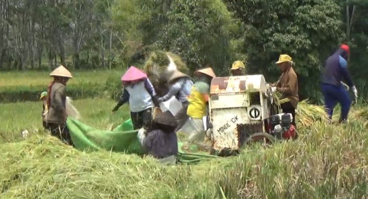 Petani Segera Daftar e-RDKK agar Dapat Pupuk Subsidi, Ini Batas Waktunya