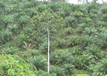 Apa Kabar 43 Usulan Sarpras Perkebunan di Bengkulu Utara? Ini Jawaban Kadis Perkebunan