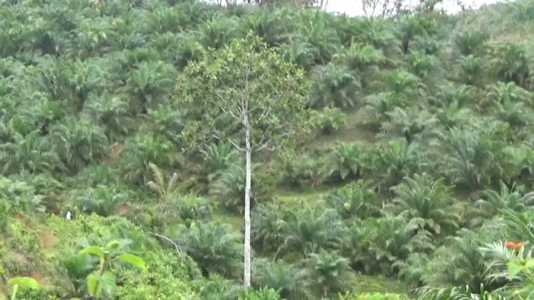 Apa Kabar 43 Usulan Sarpras Perkebunan di Bengkulu Utara? Ini Jawaban Kadis Perkebunan