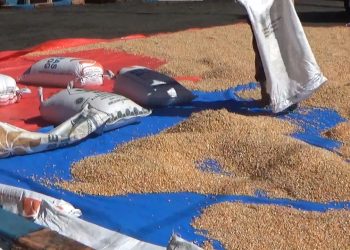 Kadar 9 Sampel Jagung Diuji Coba, Bulog Bengkulu Utara Bakal Berlakukan 2 Variasi Harga