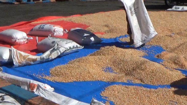Kadar 9 Sampel Jagung Diuji Coba, Bulog Bengkulu Utara Bakal Berlakukan 2 Variasi Harga