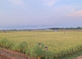 Ini Wilayah Penyumbang Produksi Padi Terbesar di Mukomuko, Luasnya Capai 1.846 Hektare