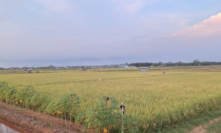 Ini Wilayah Penyumbang Produksi Padi Terbesar di Mukomuko, Luasnya Capai 1.846 Hektare