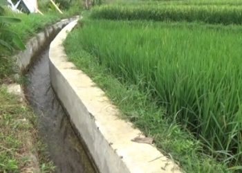 Pembangunan 4 Daerah Irigasi di Bengkulu Utara Telan Anggaran Rp 8,1 Miliar