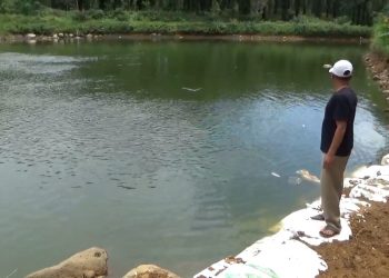 Dinas Perikanan Bengkulu Utara Dapat Tambahan Rp 74 Juta, Genjot Budidaya Ikan Air Tawar