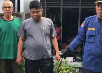 Warga Lingkar Timur Panik, Ular Piton Masuk Pekarangan Rumah