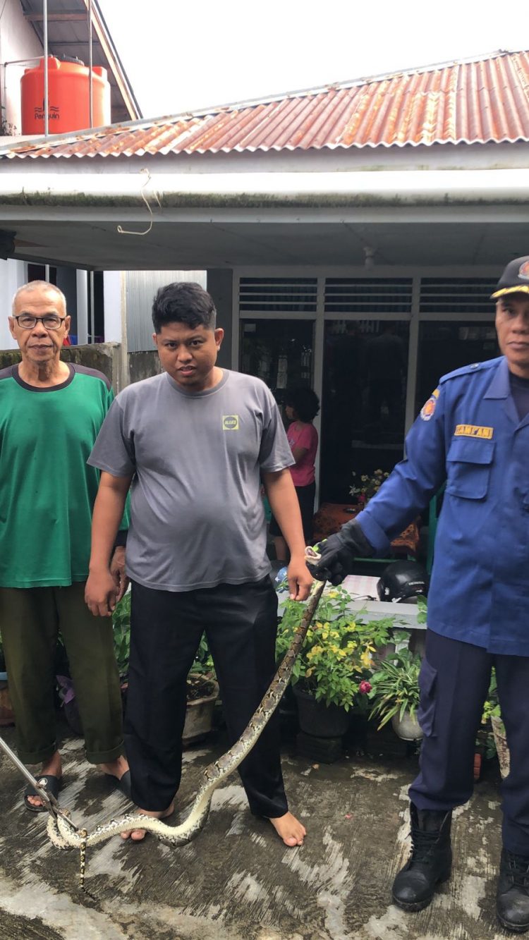 Warga Lingkar Timur Panik, Ular Piton Masuk Pekarangan Rumah