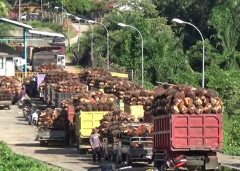 Update Daftar Harga TBS Kelapa Sawit di Kabupaten Mukomuko Bengkulu Pekan ke 2 Oktober 2025