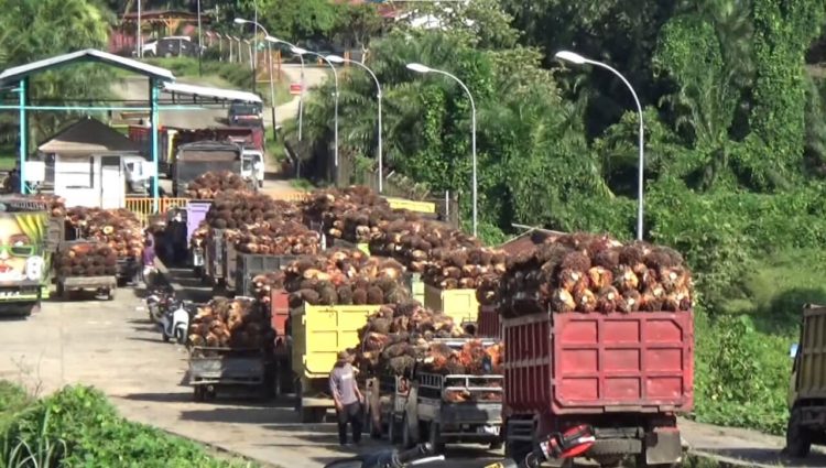 Update Daftar Harga TBS Kelapa Sawit di Kabupaten Mukomuko Bengkulu Pekan ke 2 Oktober 2025