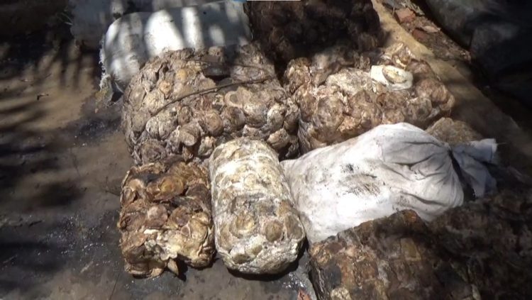 Harga Karet Tak Kunjung Naik, TBS Sawit Naik hingga Rp 3.000 Per Kilogram