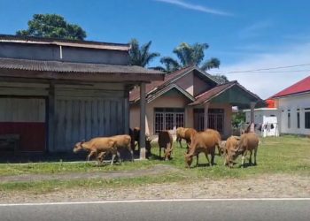 Satpol PP Mukomuko Amankan Hewan Ternak yang Berkeliaran