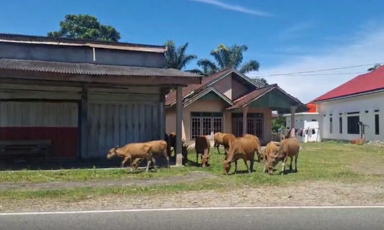 Satpol PP Mukomuko Amankan Hewan Ternak yang Berkeliaran