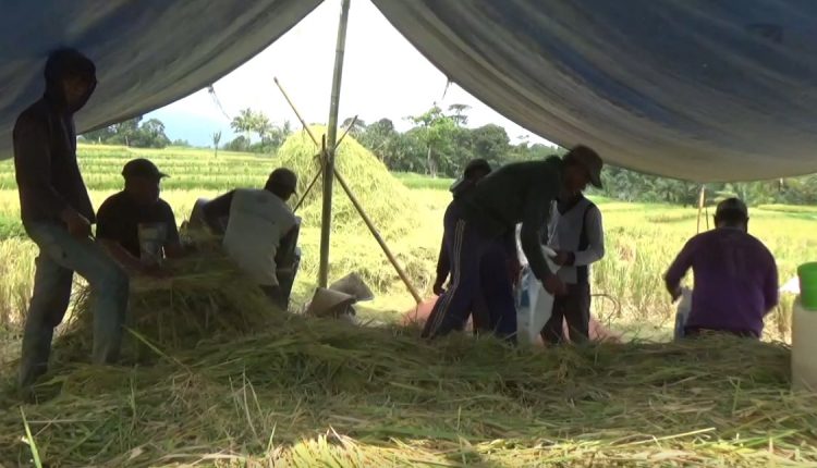 Musim Panen, Harga Gabah Bikin Petani Bengkulu Utara Semringah
