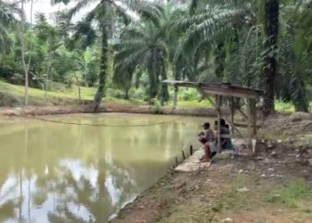 Budidaya Perikanan, Jadi Penopang Ekonomi Masyarakat di Bengkulu Utara