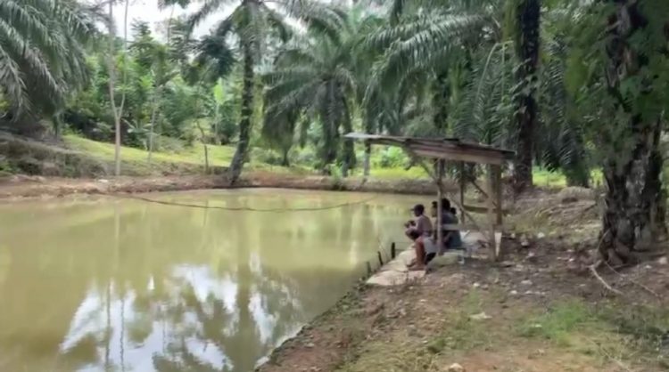 Budidaya Perikanan, Jadi Penopang Ekonomi Masyarakat di Bengkulu Utara