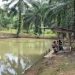 Budidaya Perikanan, Jadi Penopang Ekonomi Masyarakat di Bengkulu Utara
