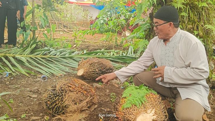 Balita 2,5 Tahun di Seluma Tewas Tertimpa Tandan Buah Sawit, Begini Kronologinya