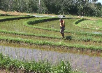 Jatah Pupuk NPK Dipangkas 300 Ton, Ini Penjelasan DTPHP Bengkulu Utara