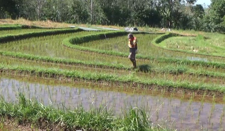 Jatah Pupuk NPK Dipangkas 300 Ton, Ini Penjelasan DTPHP Bengkulu Utara