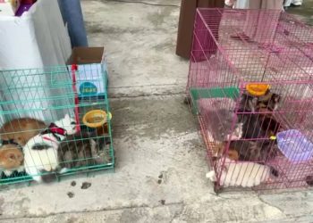 Bebas Rabies 2030, Ini yang Dilakukan Pemkab Mukomuko 