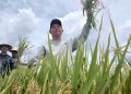Sultan B Najamudin Turun ke Sawah, Serahkan Alsintan dan Benih Jagung untuk Petani Bengkulu