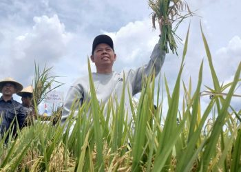 Sultan B Najamudin Turun ke Sawah, Serahkan Alsintan dan Benih Jagung untuk Petani Bengkulu