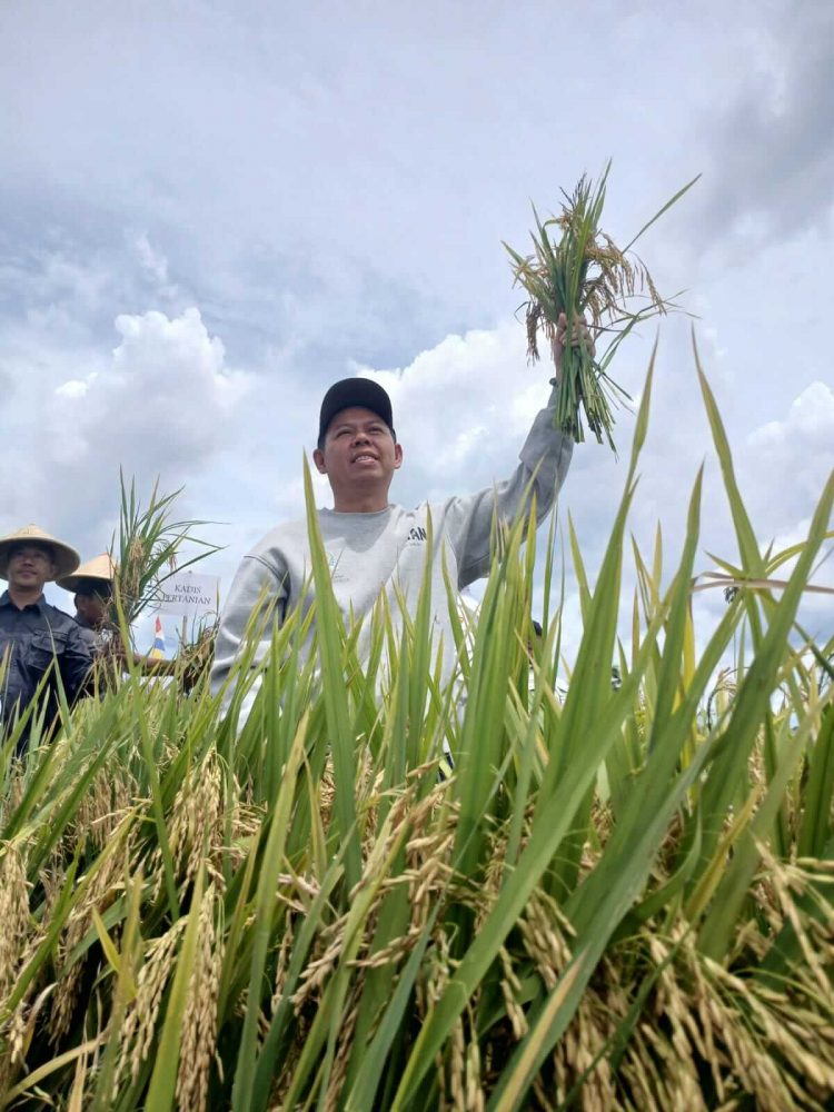 Sultan B Najamudin Turun ke Sawah, Serahkan Alsintan dan Benih Jagung untuk Petani Bengkulu