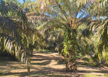 Program Replanting Sawit, 604 Hektare Lahan Sawit di Mukomuko Tebang Ciping Tanpa Biaya
