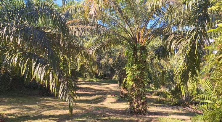 Program Replanting Sawit, 604 Hektare Lahan Sawit di Mukomuko Tebang Ciping Tanpa Biaya