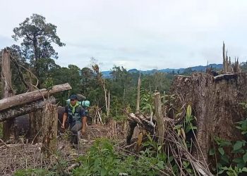 Bukit Sanggul Register 37 Mulai Marak Dibuka Pembalak Liar
