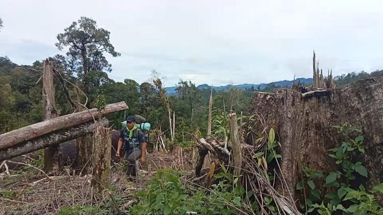 Bukit Sanggul Register 37 Mulai Marak Dibuka Pembalak Liar