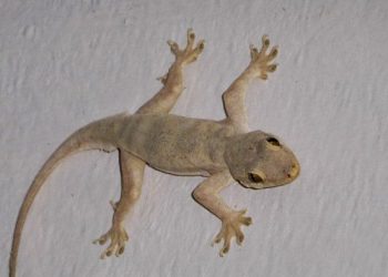 Jangan Biarkan 2 Hewan Ini Masuk ke Dalam Rumah, Pertanda Ada Mahluk Halus