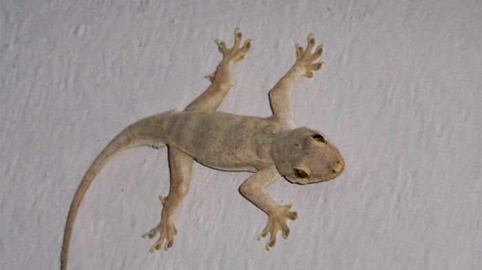 Jangan Biarkan 2 Hewan Ini Masuk ke Dalam Rumah, Pertanda Ada Mahluk Halus