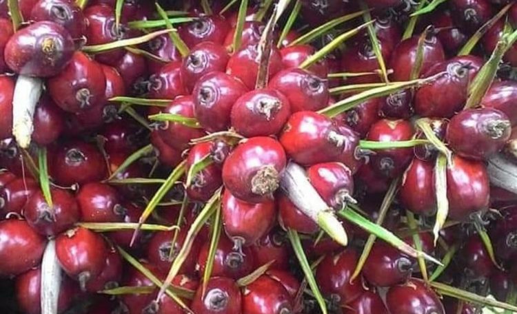 Tertusuk Duri Sawit, Begini Cara Mengeluarkannya Tanpa Rasa Sakit