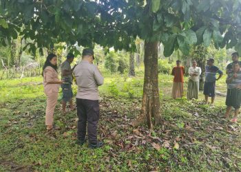 Waspada Spesialis Curnak Sapi Gentayangan di Seluma, Warga Penago Baru Jadi Korban