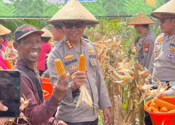 Polresta Bengkulu Panen Raya Jagung 10 Ton di Lahan Seluas 2 Hektar