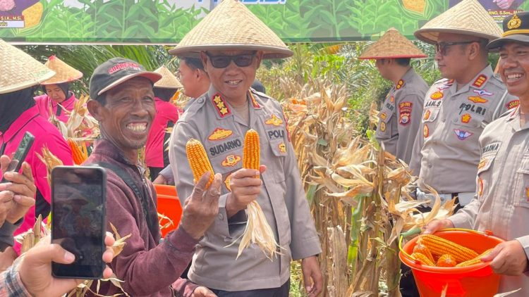 Polresta Bengkulu Panen Raya Jagung 10 Ton di Lahan Seluas 2 Hektar