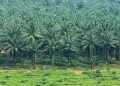 5 Perusahaan Sawit Terbesar di Indonesia, Salah Satunya di Lampung 