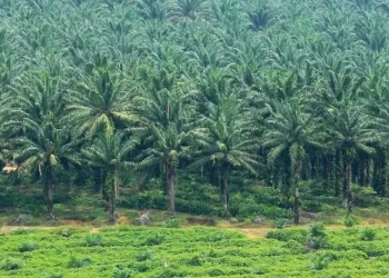 5 Perusahaan Sawit Terbesar di Indonesia, Salah Satunya di Lampung 