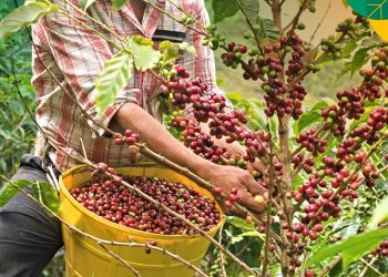 5 Provinsi Penghasil Kopi Terbesar di Indonesia, Bengkulu Salah Satunya? 