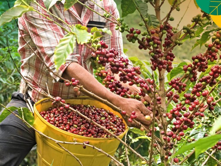 5 Provinsi Penghasil Kopi Terbesar di Indonesia, Bengkulu Salah Satunya? 