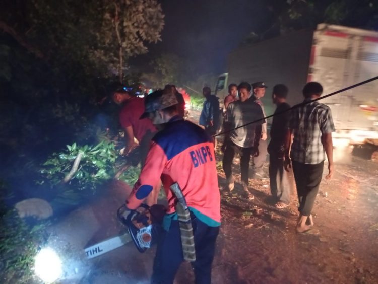 Pohon Tumbang, Jalan Raya Bengkulu Tengah-Kepahiang Sudah Bisa Dilintasi