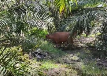Waspada Curnak, Empat Ekor Sapi Warga Penago Seluma Diangkut Pencuri